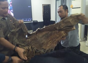 Polrestabes Medan Gagalkan Penjualan Kulit Harimau Seharga Rp15 Juta