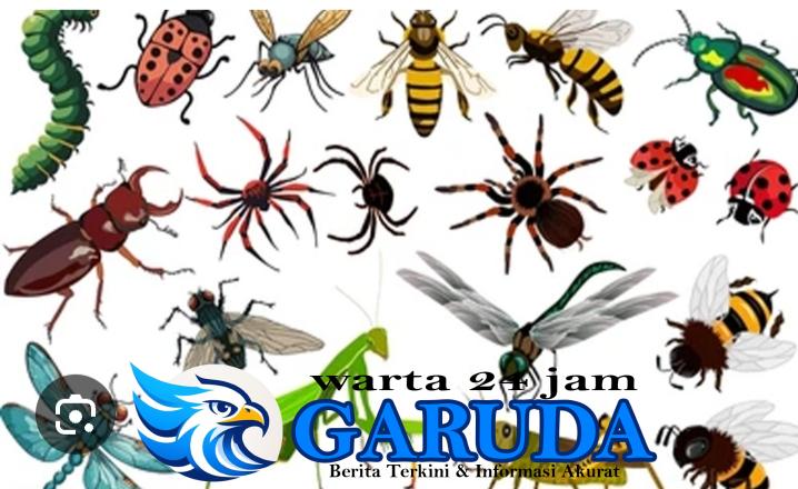 Teknik Pengelompokan Peserta Didik Model 12.2 Mengenal Macam macam Serangga