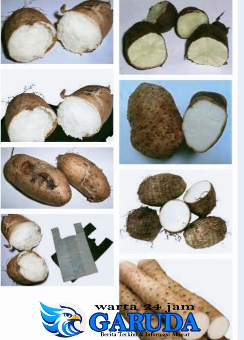 Pak Marmuj dan Varian Ubi yang Tak Terhingga (106)